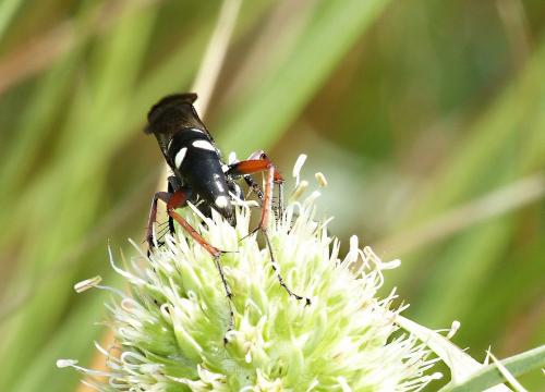 Episyron rufipes
